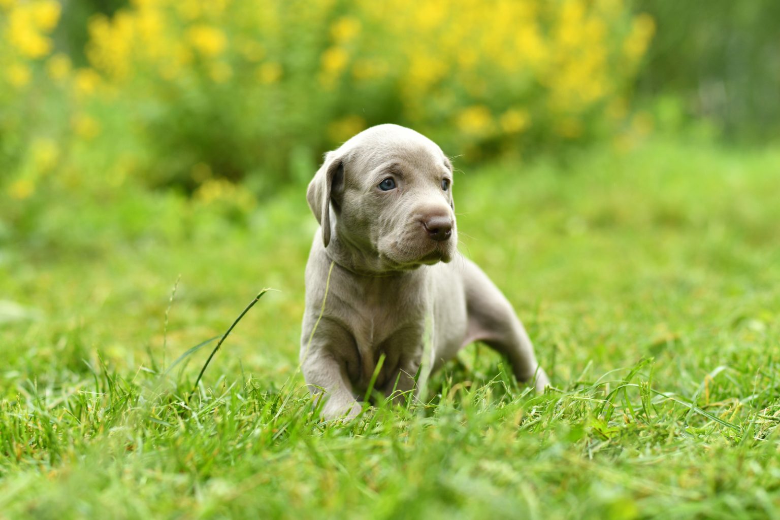 Weimaraner Cost Puppy Price, Care, Food, And Vet Bills