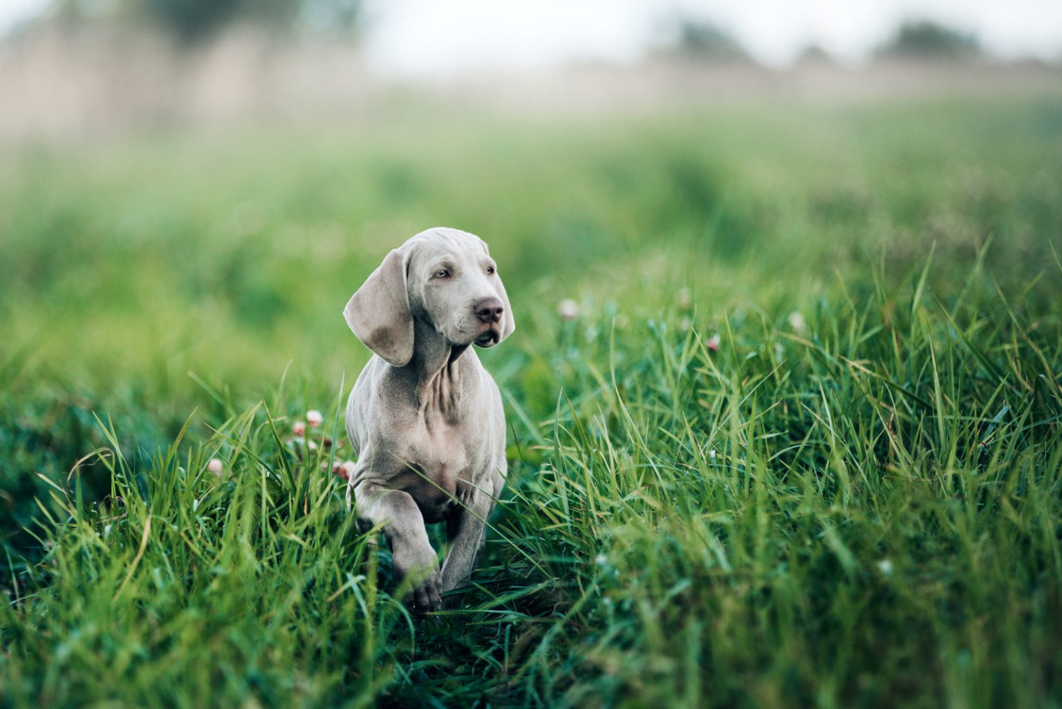 Weimaraner Cost Puppy Price, Care, Food, And Vet Bills