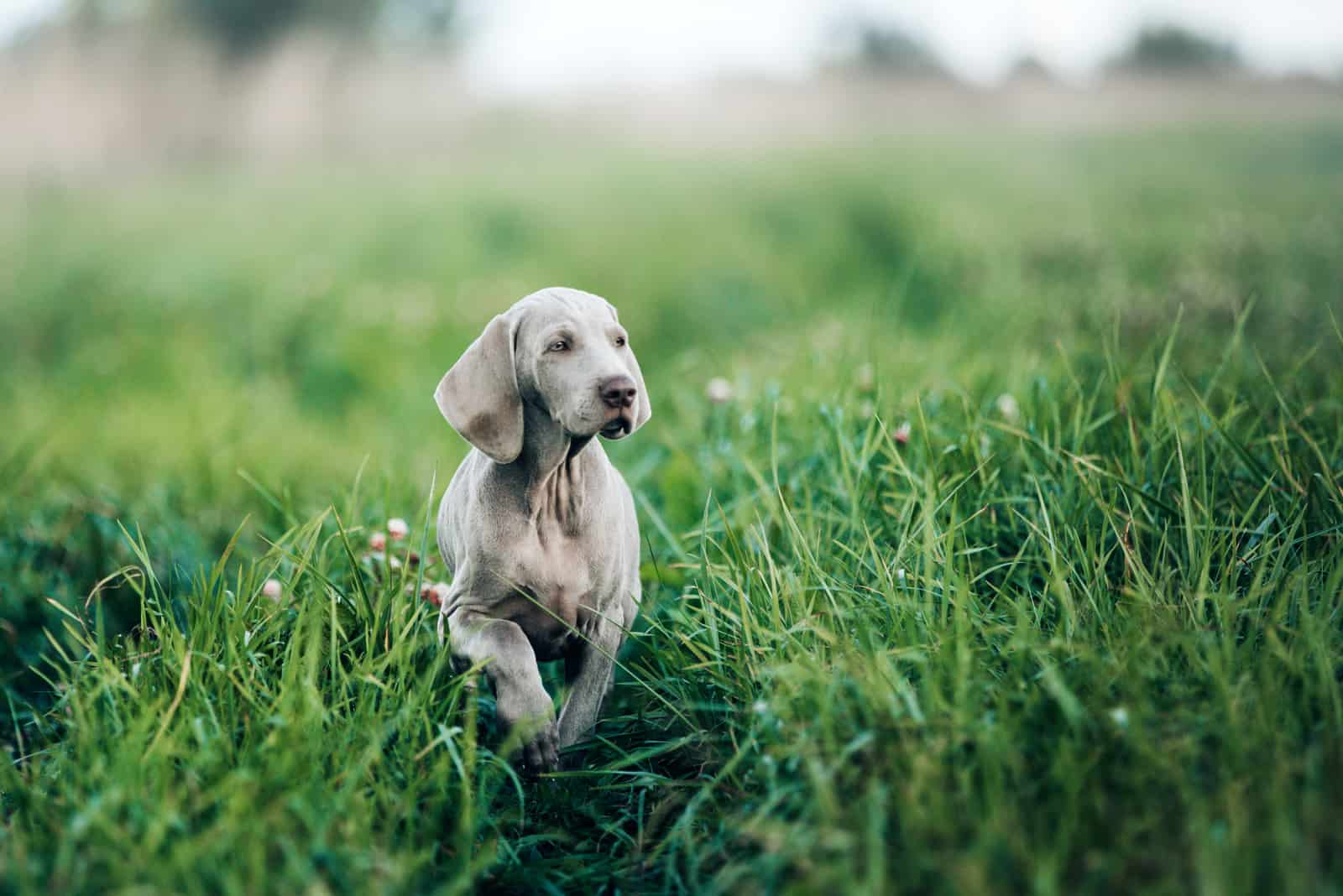 Weimaraner puppy walking on the grass