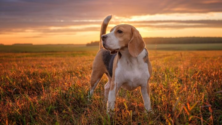 Beagle Lifespan And Common Health Issues Explained