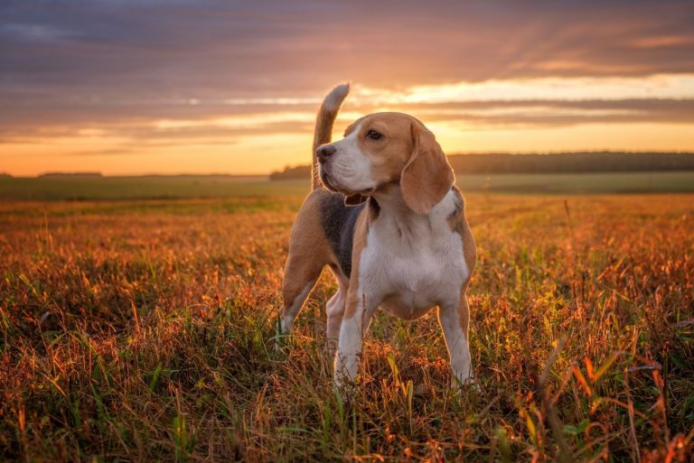 portrait of a beagle standing in the meadow in the sunset after the rain