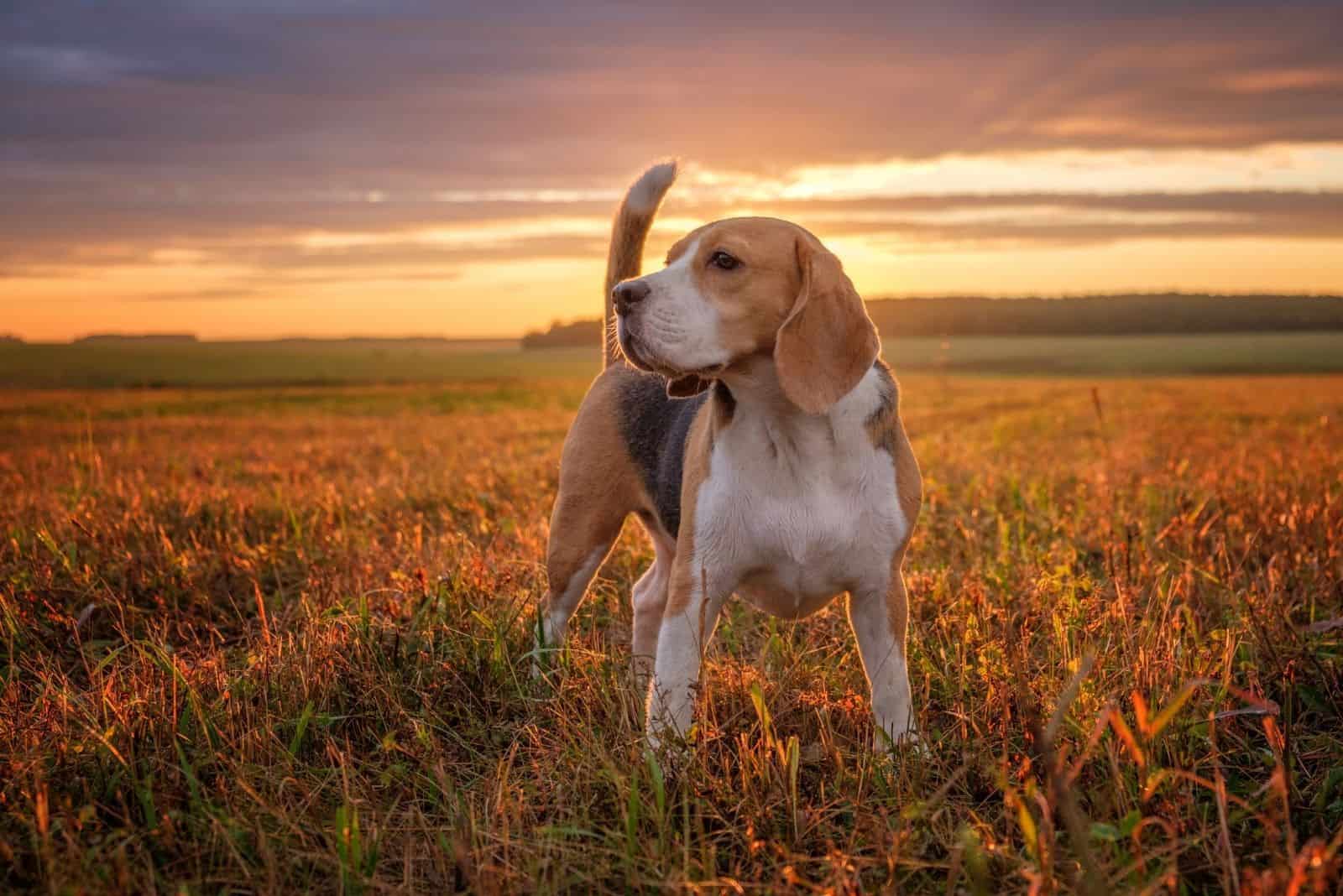 Beagle Lifespan And Common Health Issues Explained