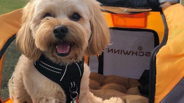 What’s A Morkie Poo? Everything About This Designer Breed