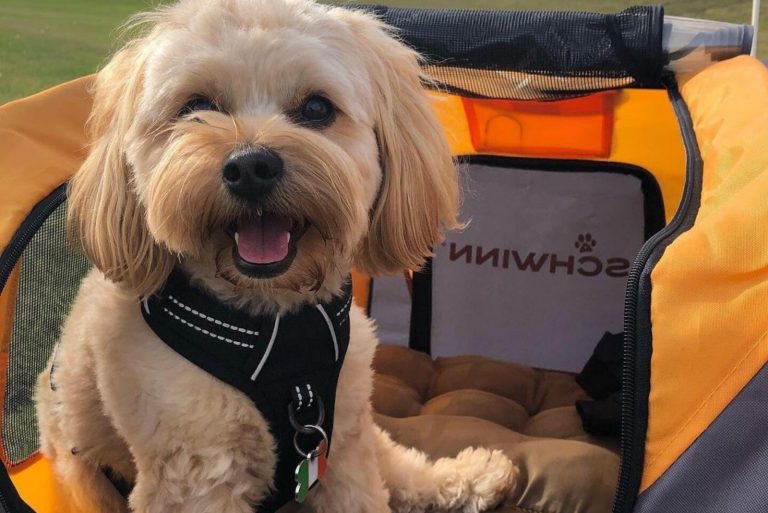 morkiepoo in nature