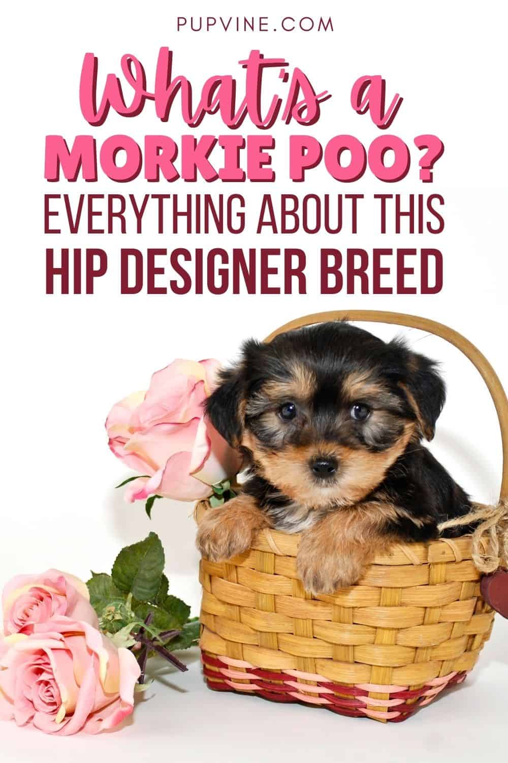 What's A Morkie Poo Everything About This Hip Designer Breed