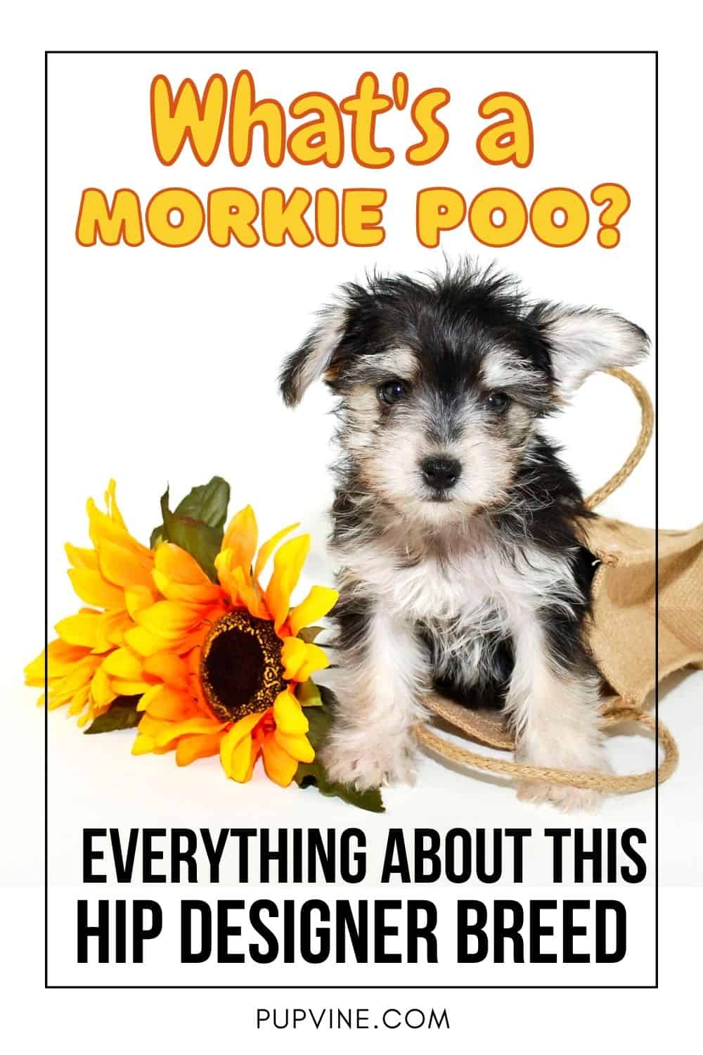 What's A Morkie Poo? Everything About This Hip Designer Breed