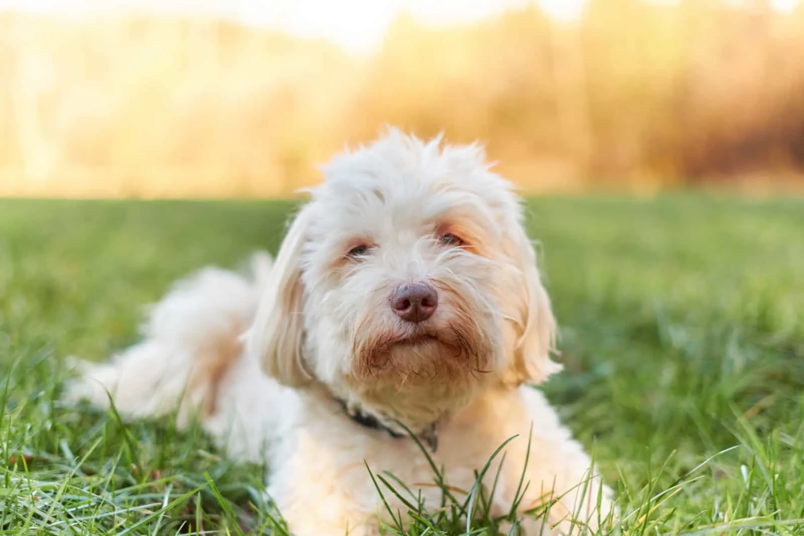 White havanese dog lying in the grass in the morning sun