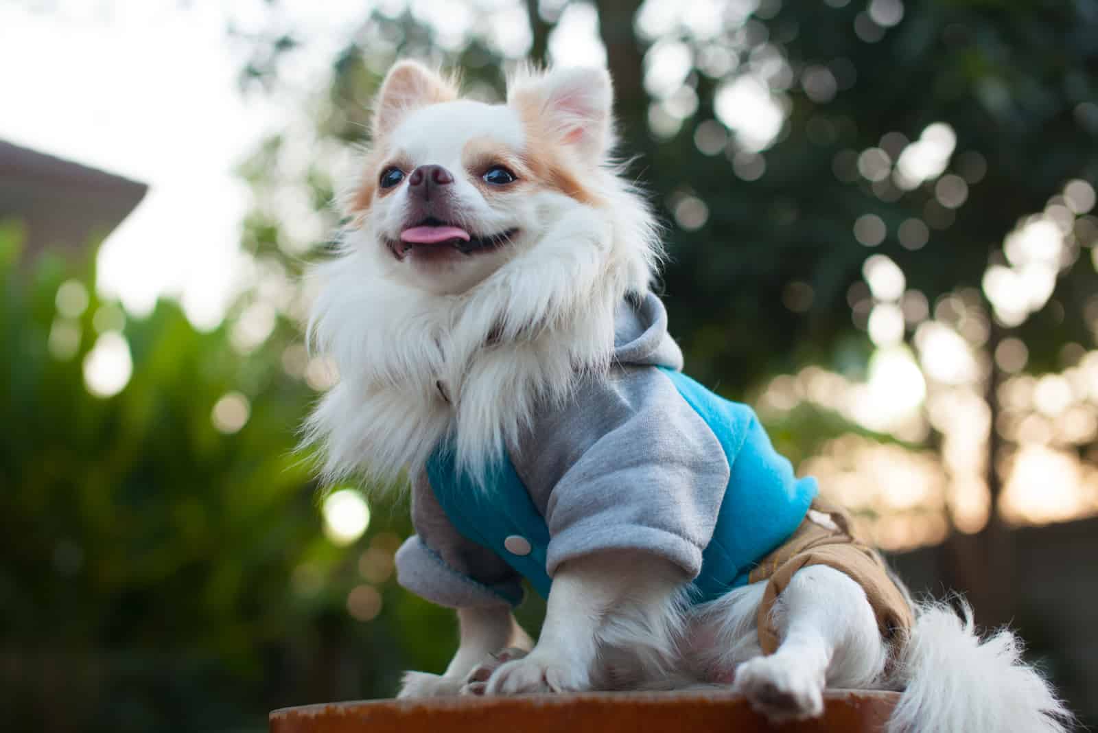 White long haired Chihuahua sitting