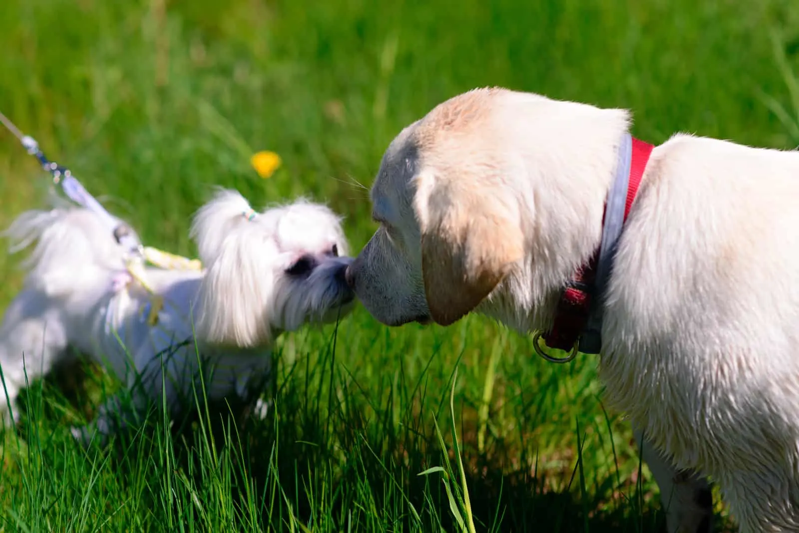 White maltese dog in the grass, companion dog