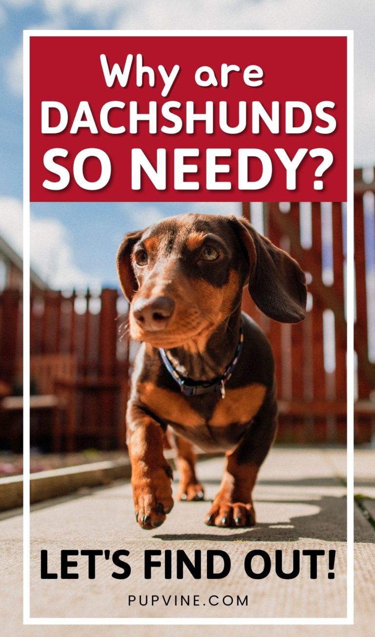 Why Are Dachshunds So Needy? Dealing With Clingy Wiener Dogs