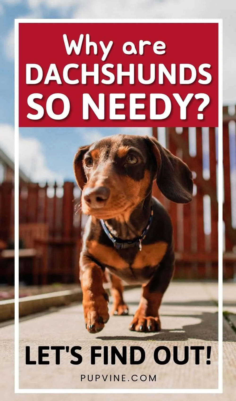 Why Are Dachshunds So Needy Let's Find Out!
