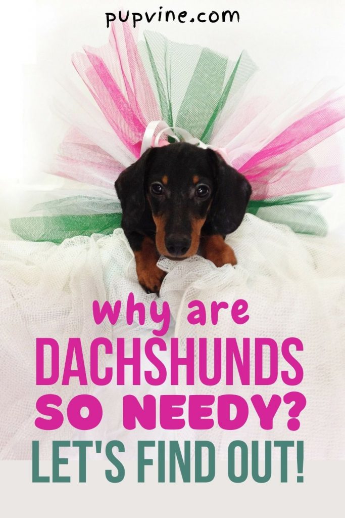 Why Are Dachshunds So Needy? Dealing With Clingy Wiener Dogs