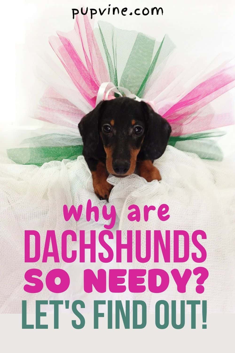 Why Are Dachshunds So Needy? Let's Find Out!