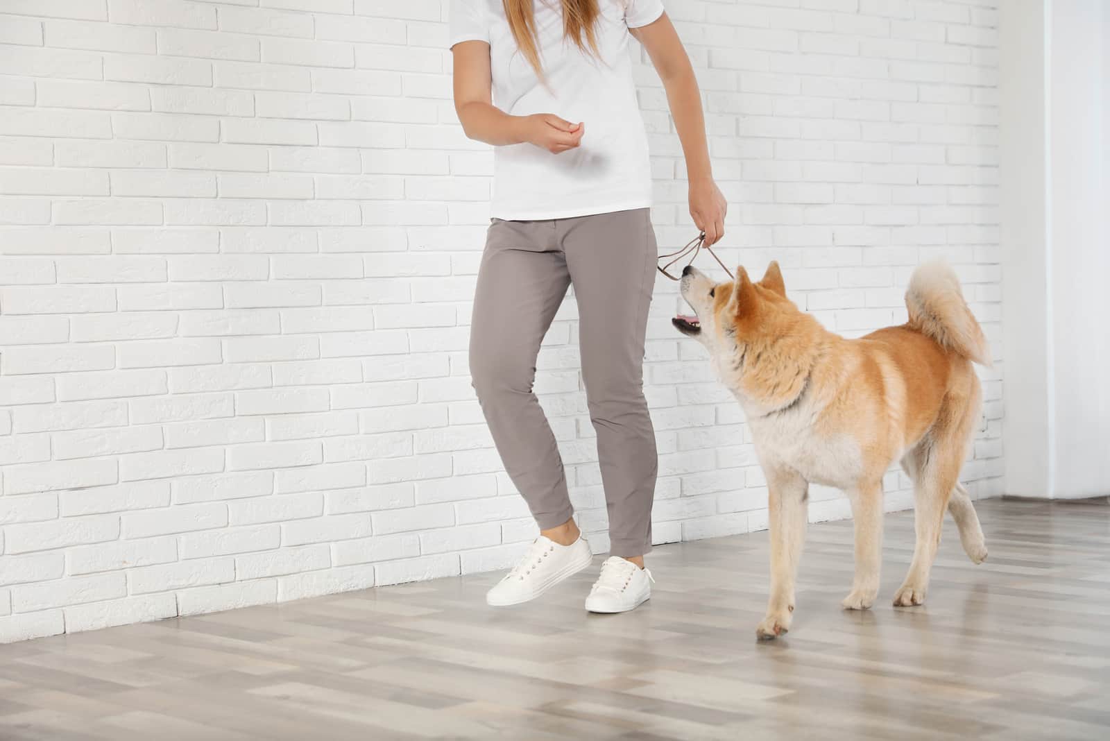 Woman with adorable Akita Inu dog indoors