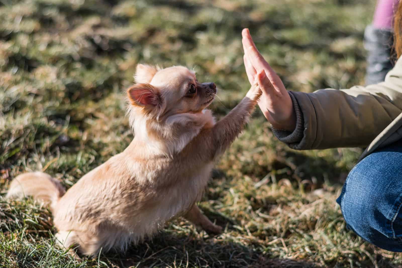 Young girl playing with her dog outside