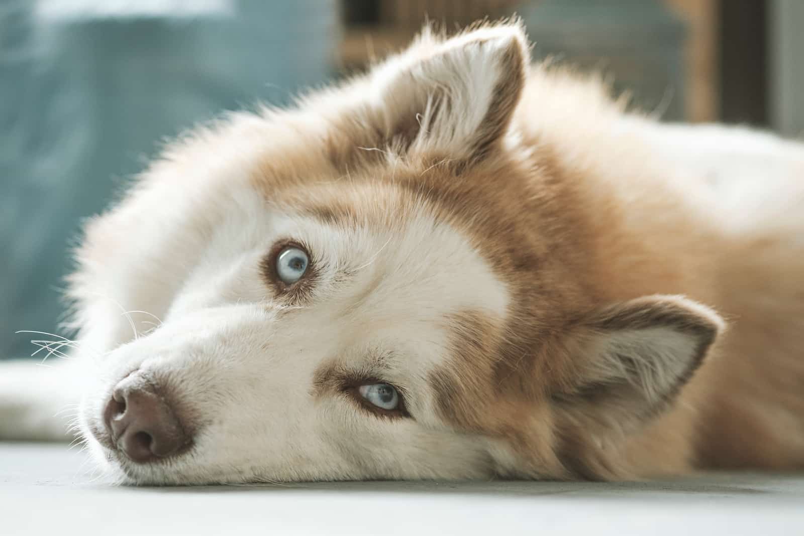 a brown husky with green eyes lying on the floor