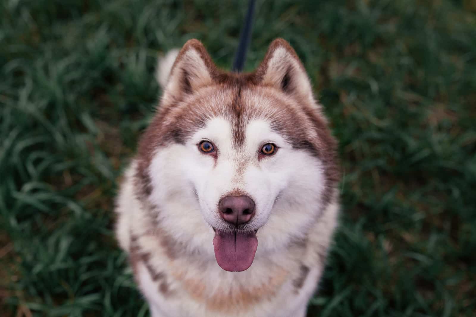 a cute brown husky is sitting on the grass