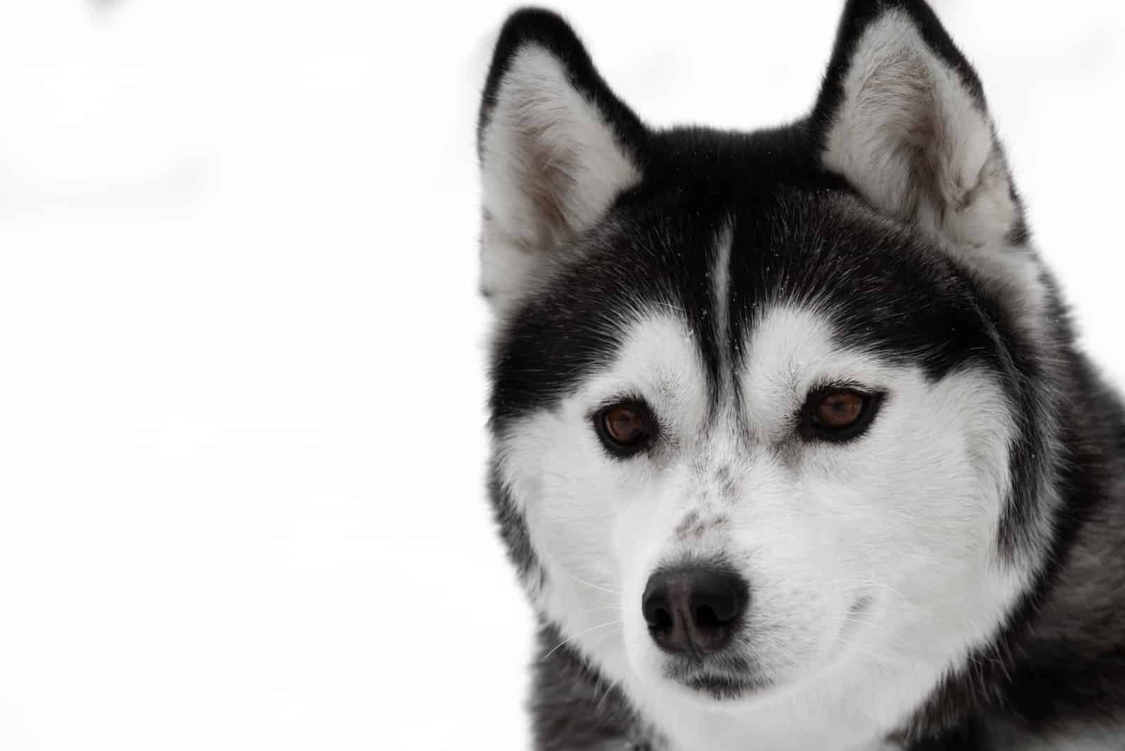 a portrait of a beautiful brown-eyed Husky