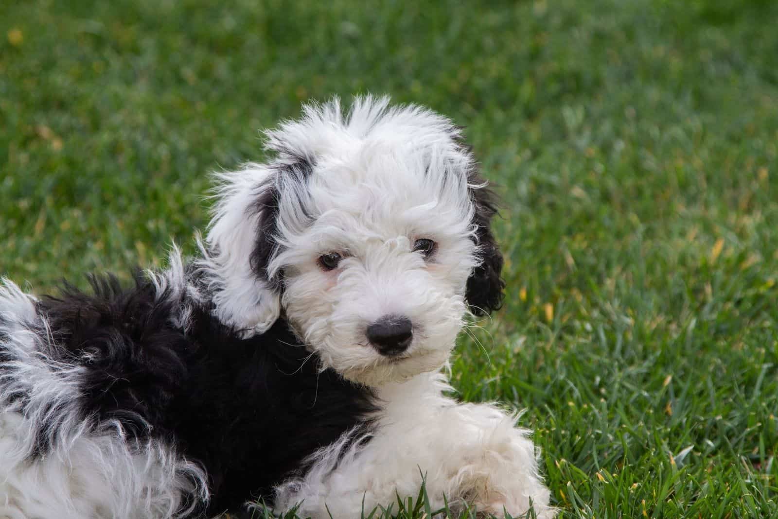a sheepadoodle puppy lying down in the grass lawn