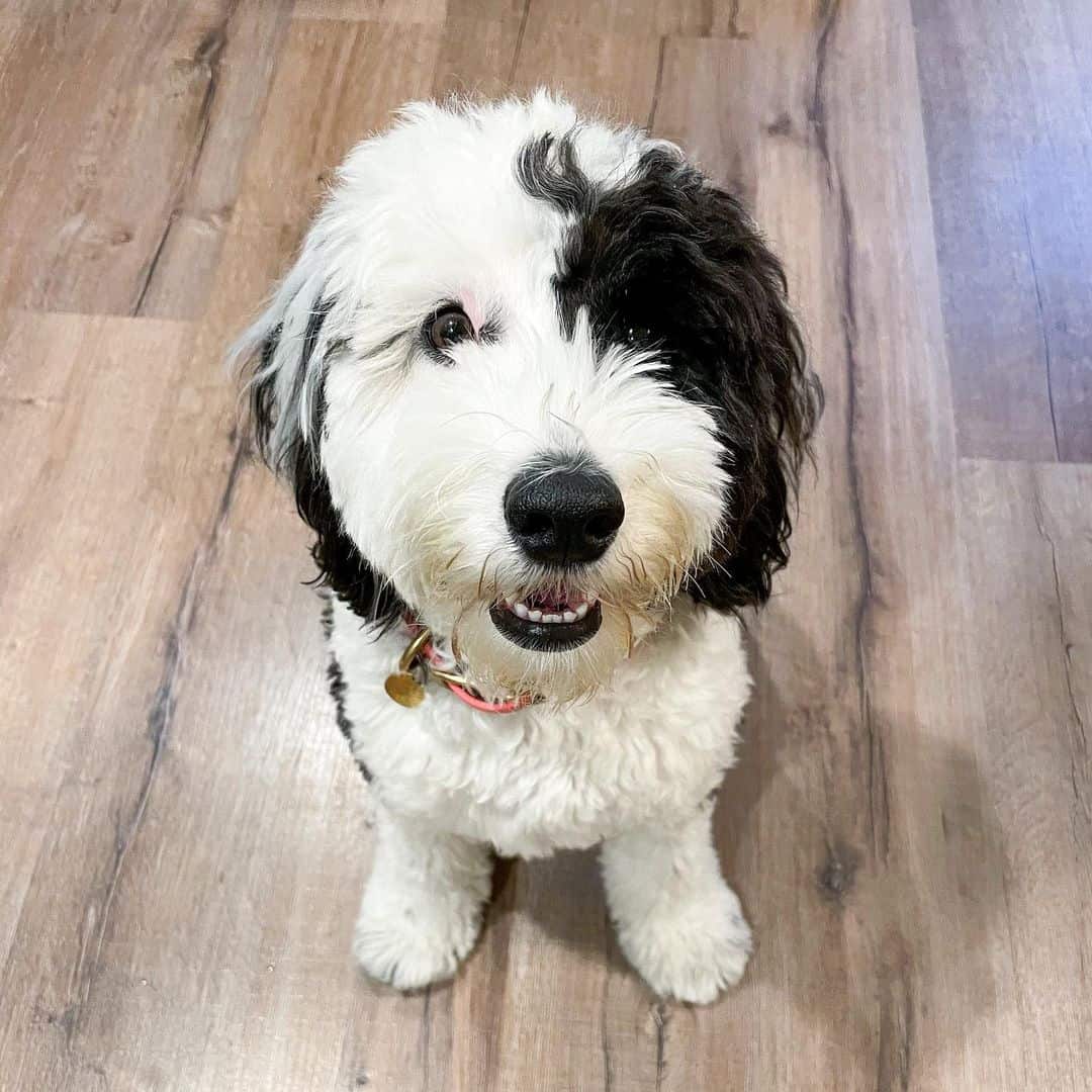 adorable Sheepadoodle dog at home