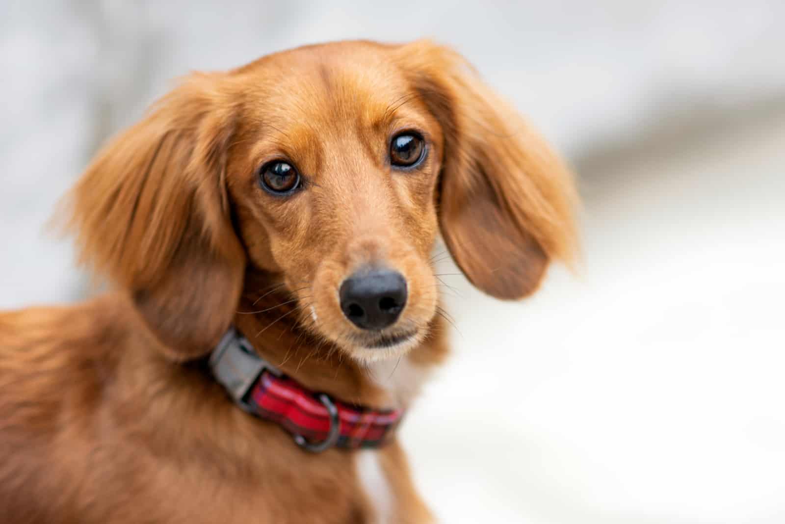 adorable dachshund