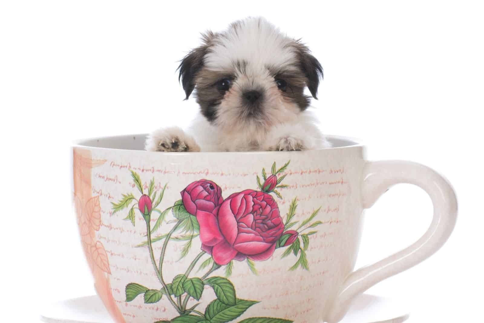 adorable shih tzu puppy inside a big tea cup