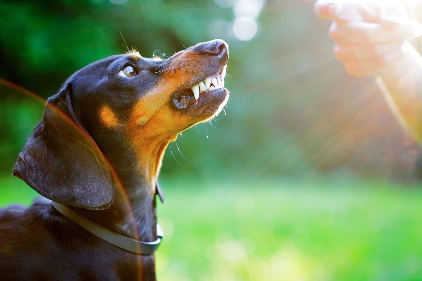 aggressive black dachshund showing teeth infront of a woman's hand in bright rays sun