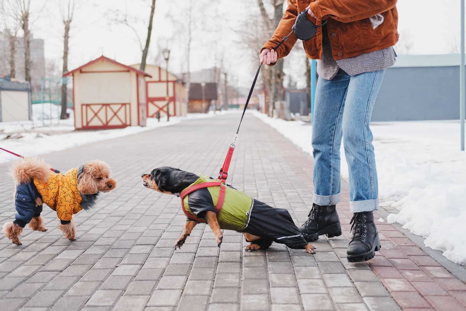 aggressive dachshund attacking another dog in the park held on leash by the owner