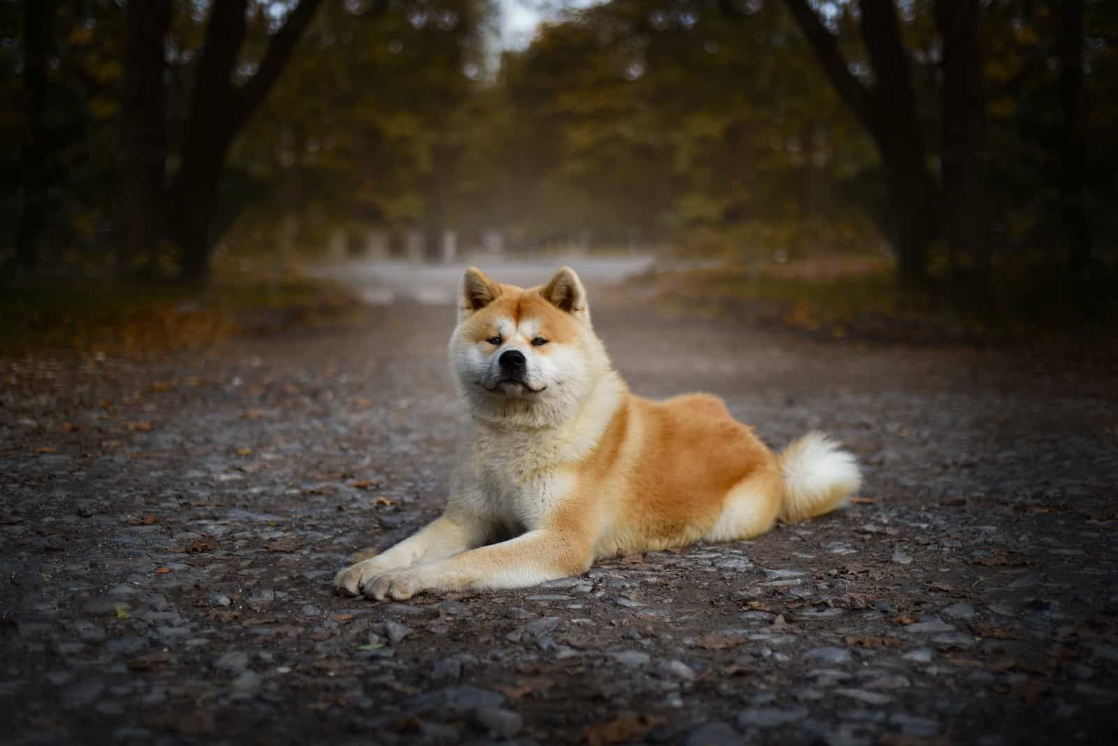 akita dog lying in the forest