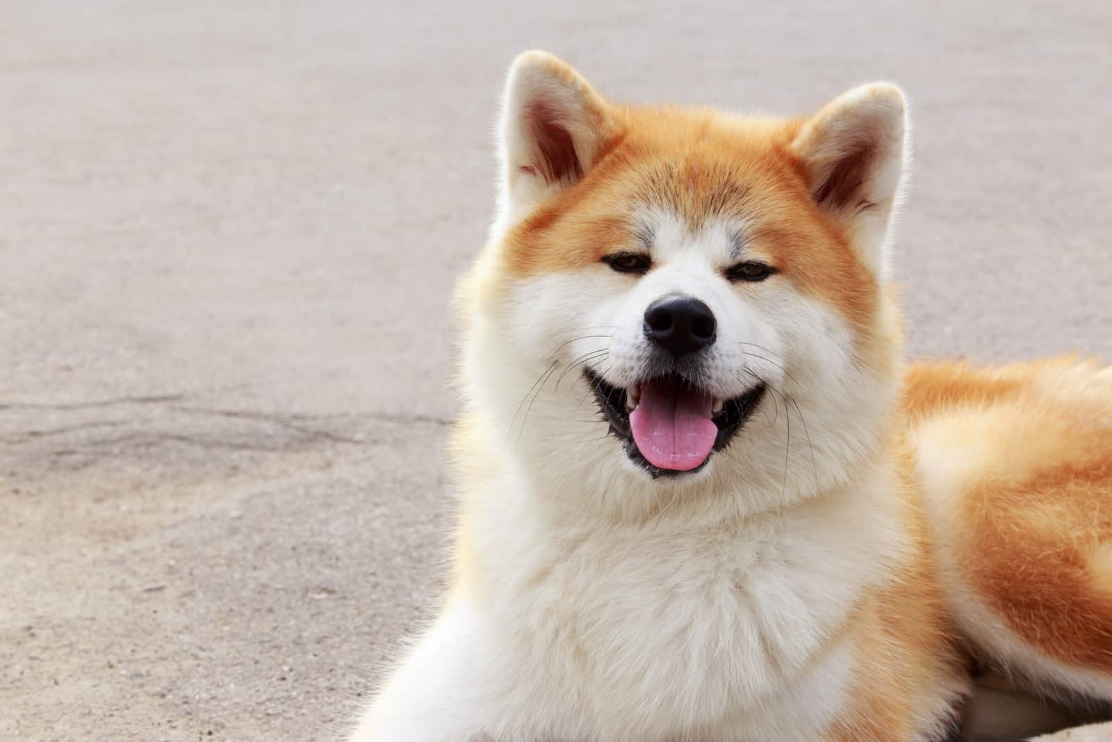 akita dog lying on the ground outdoors