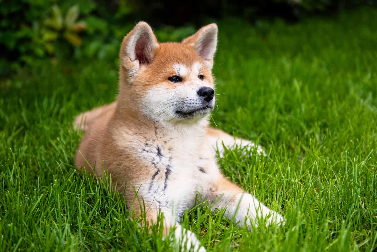 akita puppy in the garden