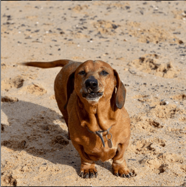 angry Dachshund outside