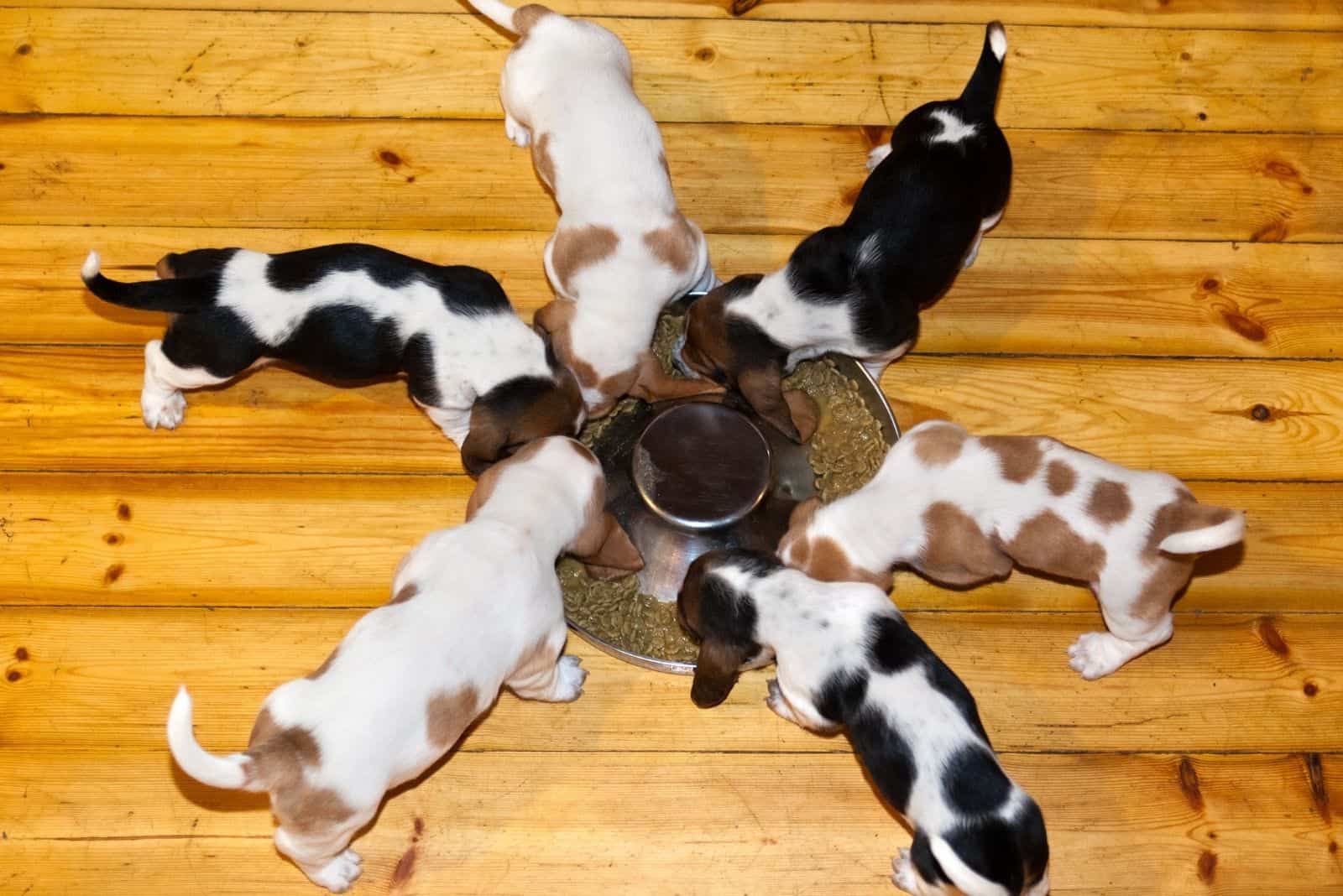 basset hound puppies eating around in a bowl