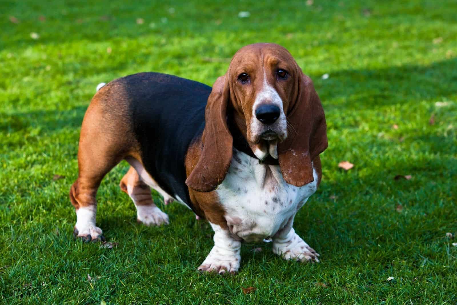 basset hound standing in the lawn looking at the camera
