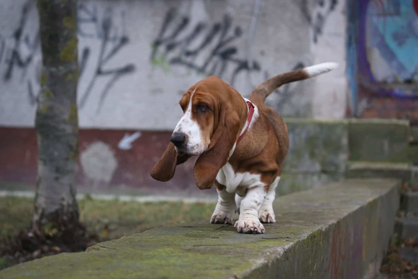 Basset Hound Lifespan How Long Do These Pups Live?