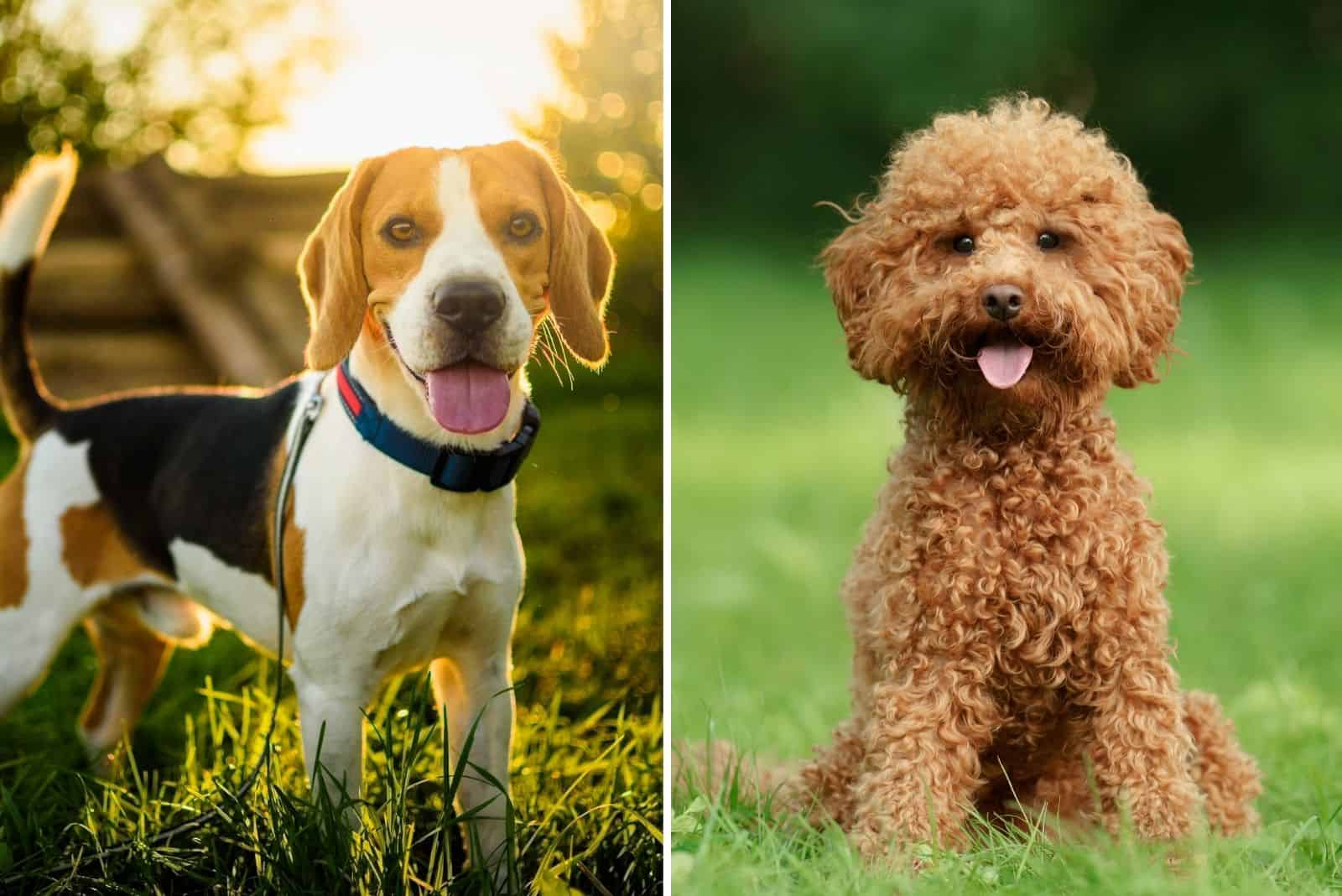 beagle and poodle in nature