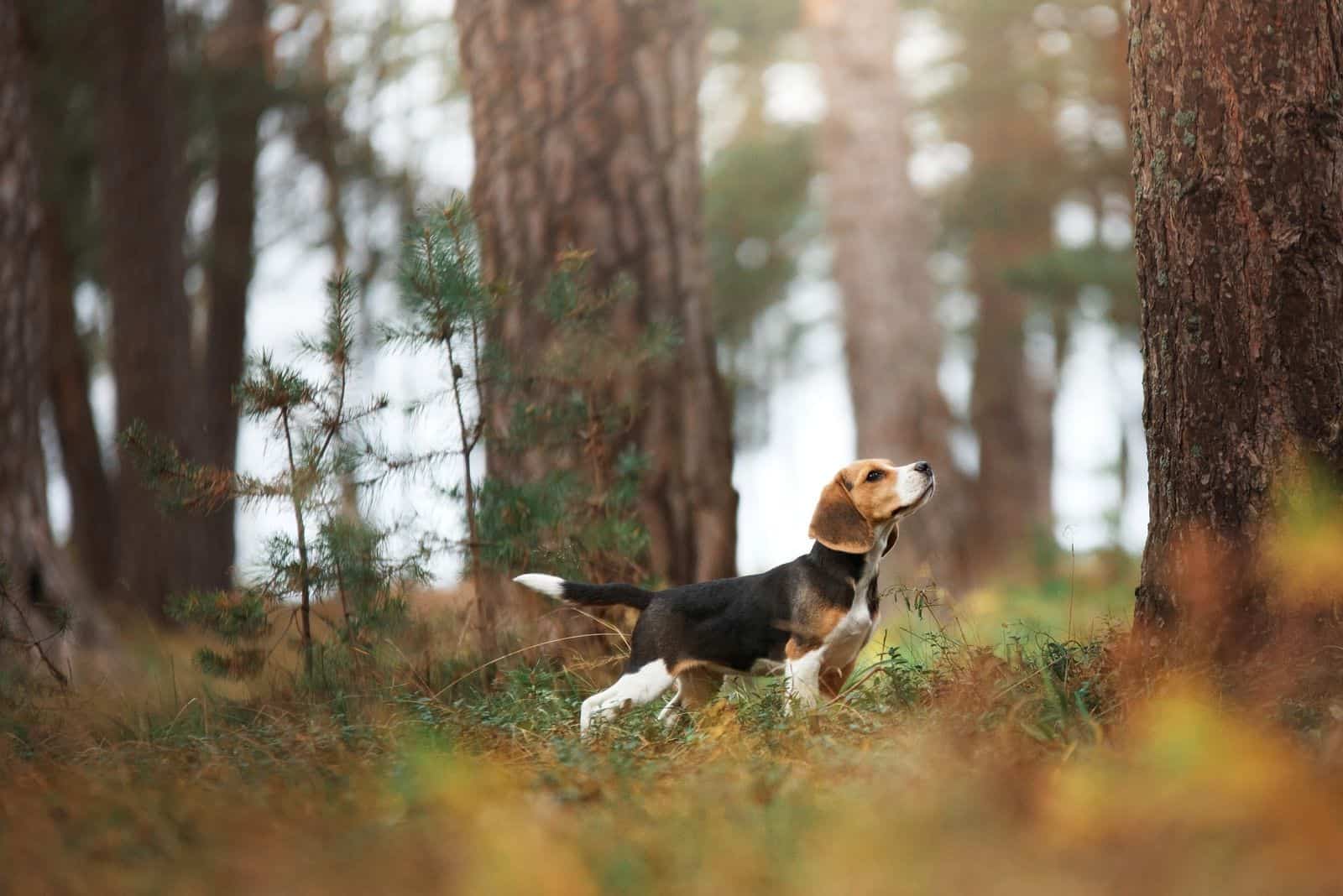 beagle dog in nature walking for a walk 