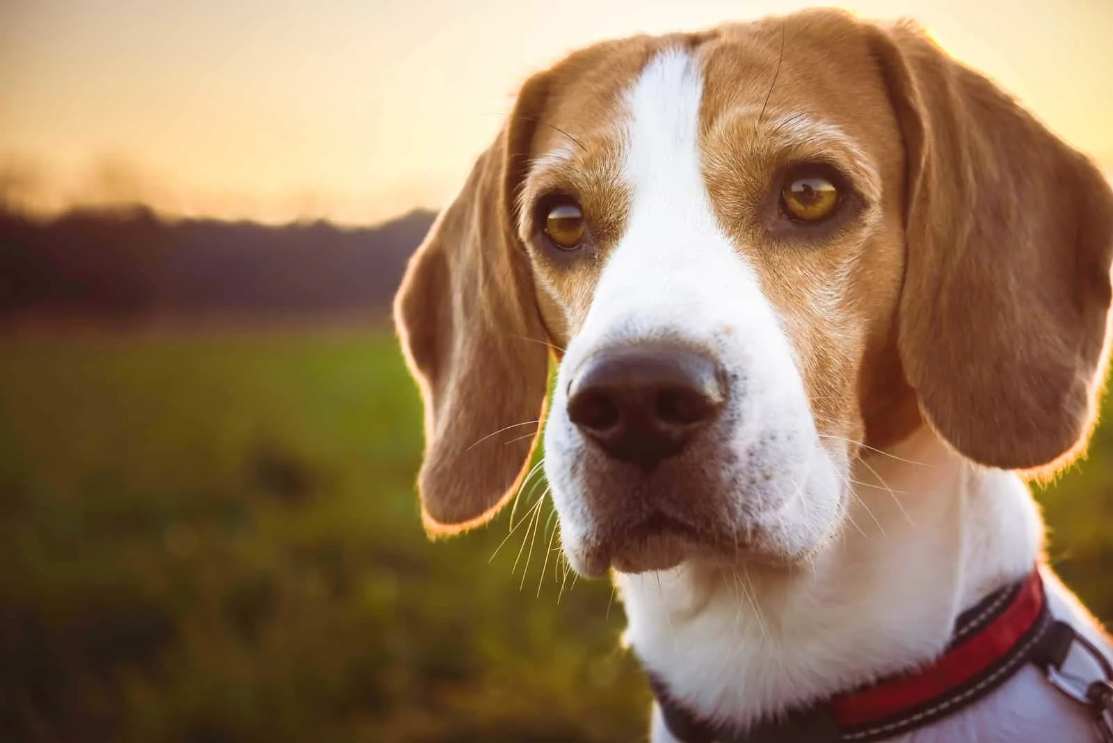 beagle dog outdoors at sunset
