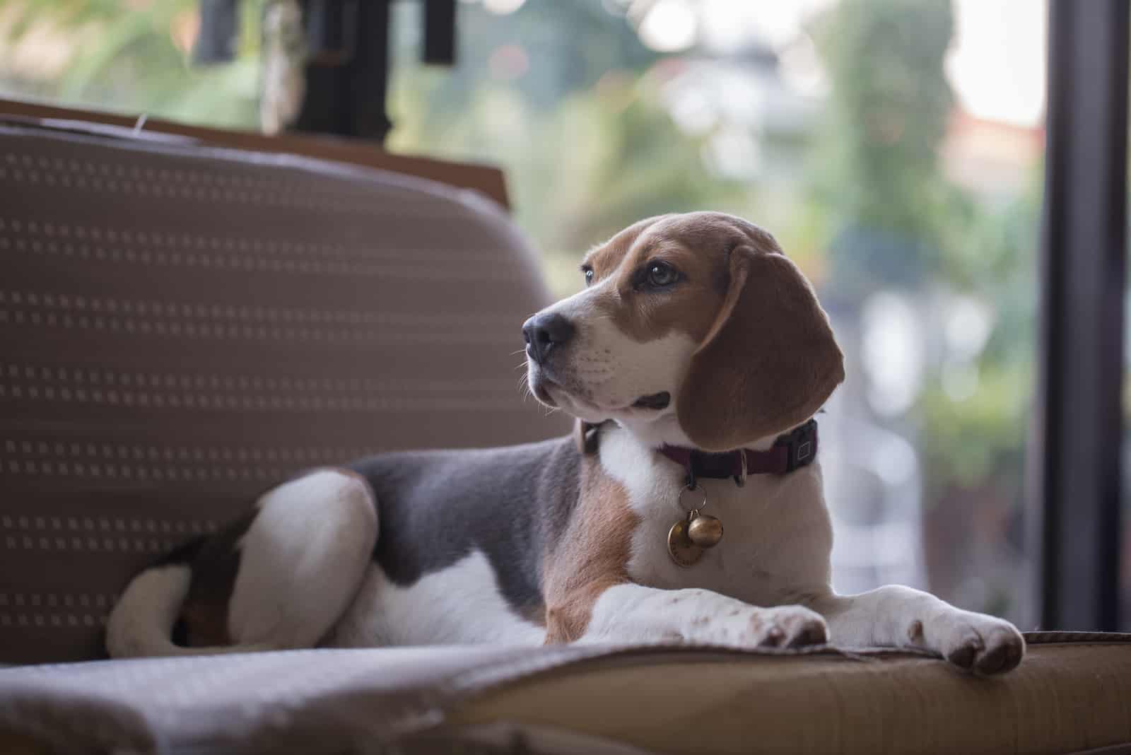 beagle laying down on the sofa