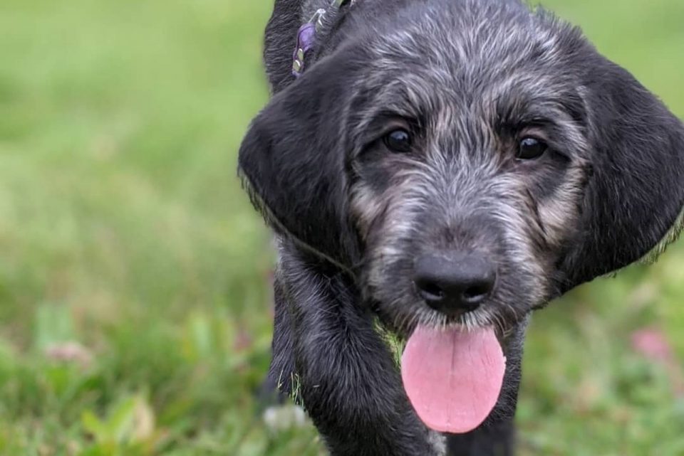 Beagle Poodle Mix A Dog That Will Melt Your Heart
