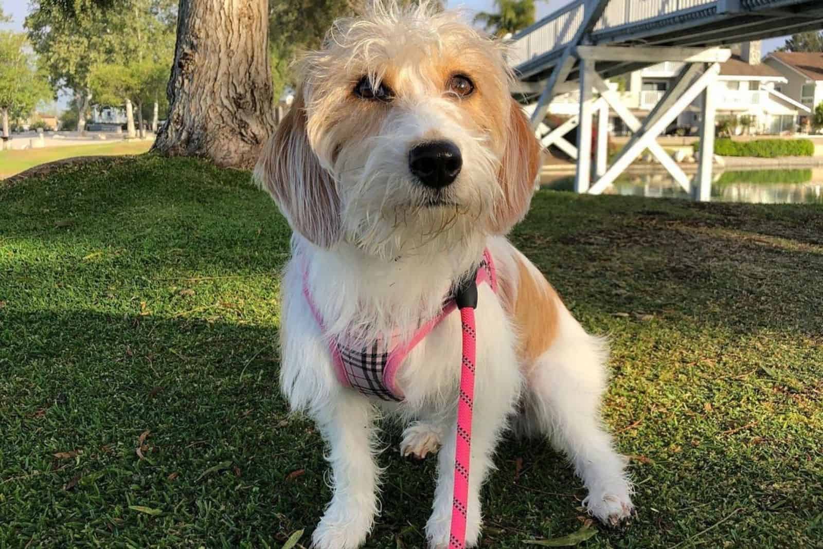 beagle toy poodle mix