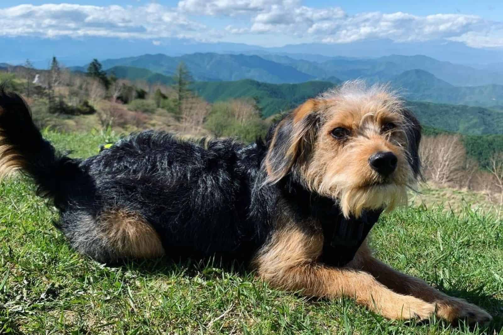 beagle toy poodle mix