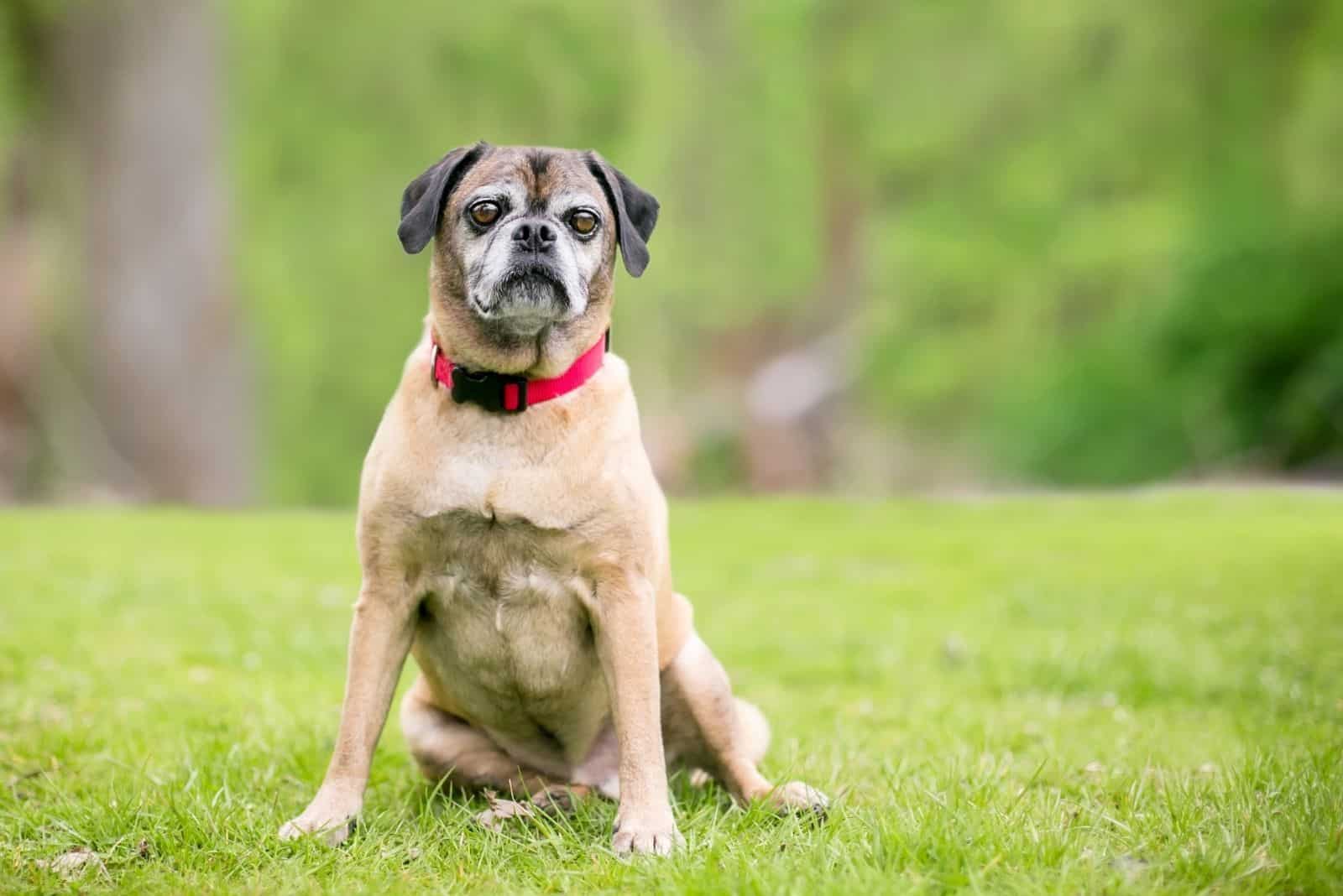 beagle pug mixed dog sitting in the outdoors