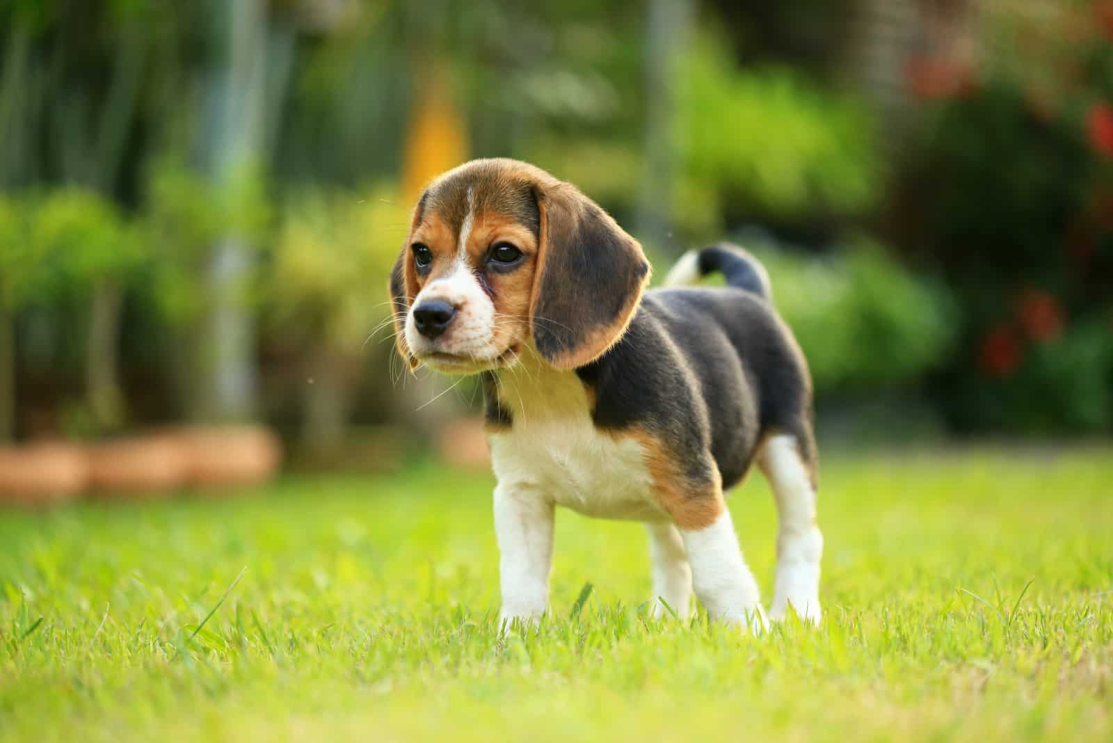 cute little beagle puppy walking on the grass