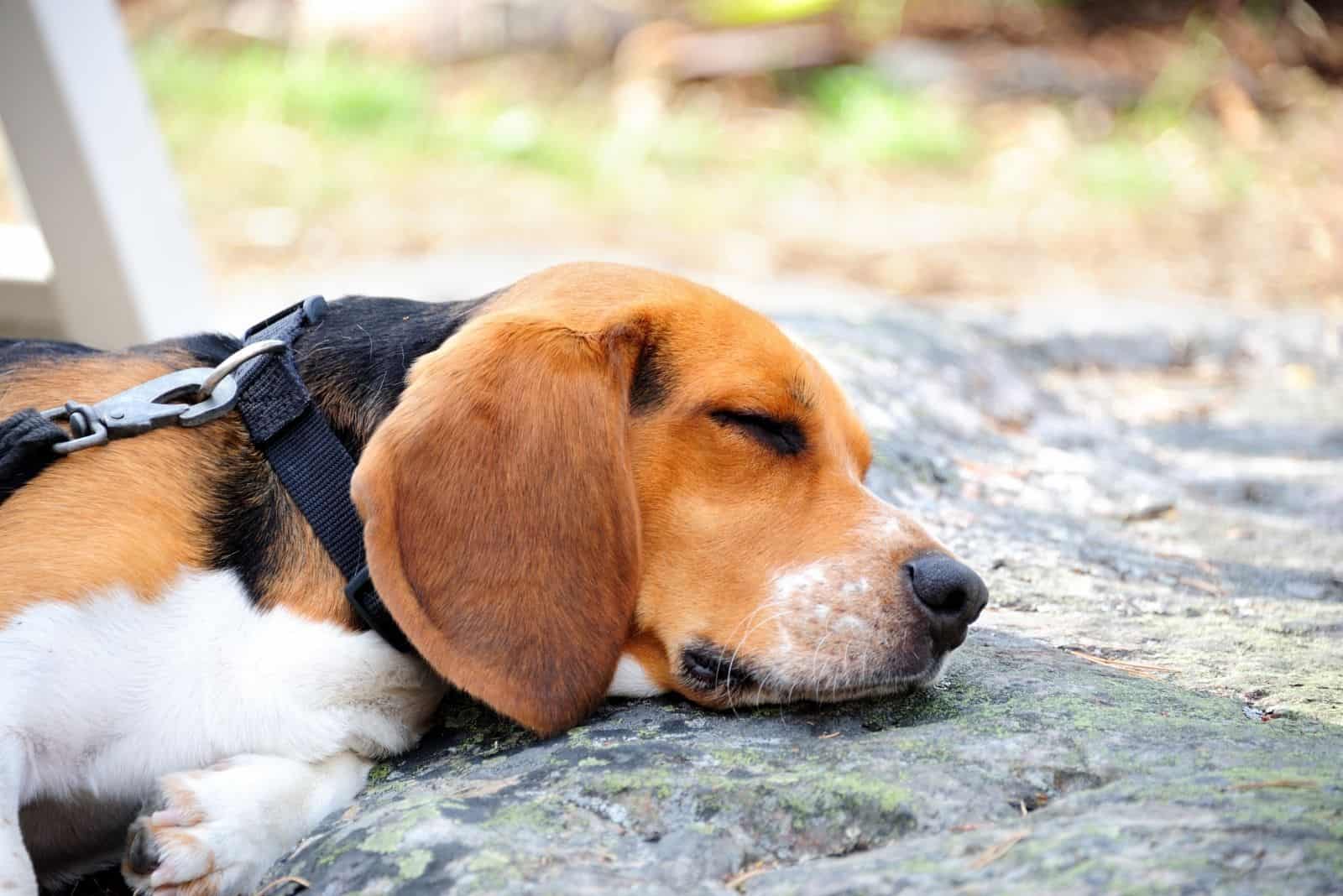 beagle sleeping outdoors headshot