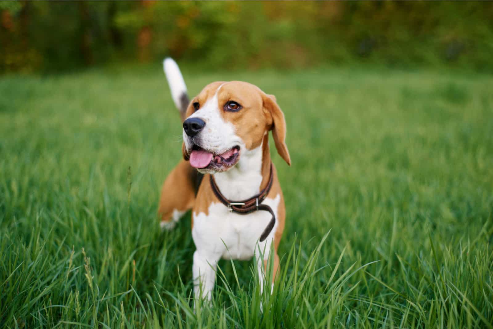 beagle stands in the grass with his tongue sticking out