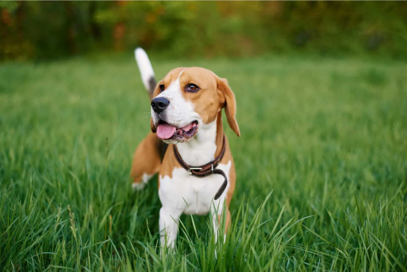 beagle stands in the grass with his tongue sticking out