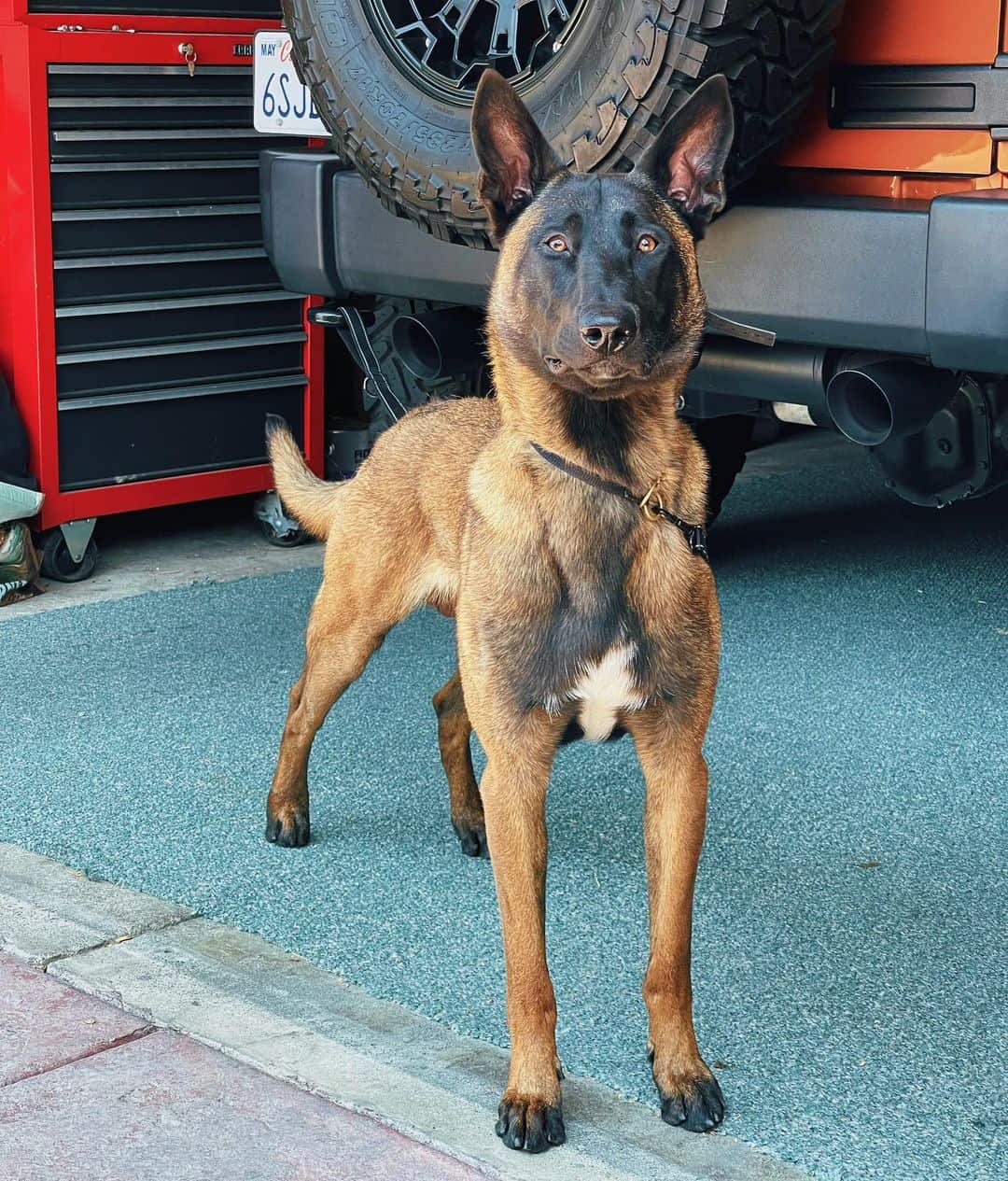 beautiful Belgian Malinois dog