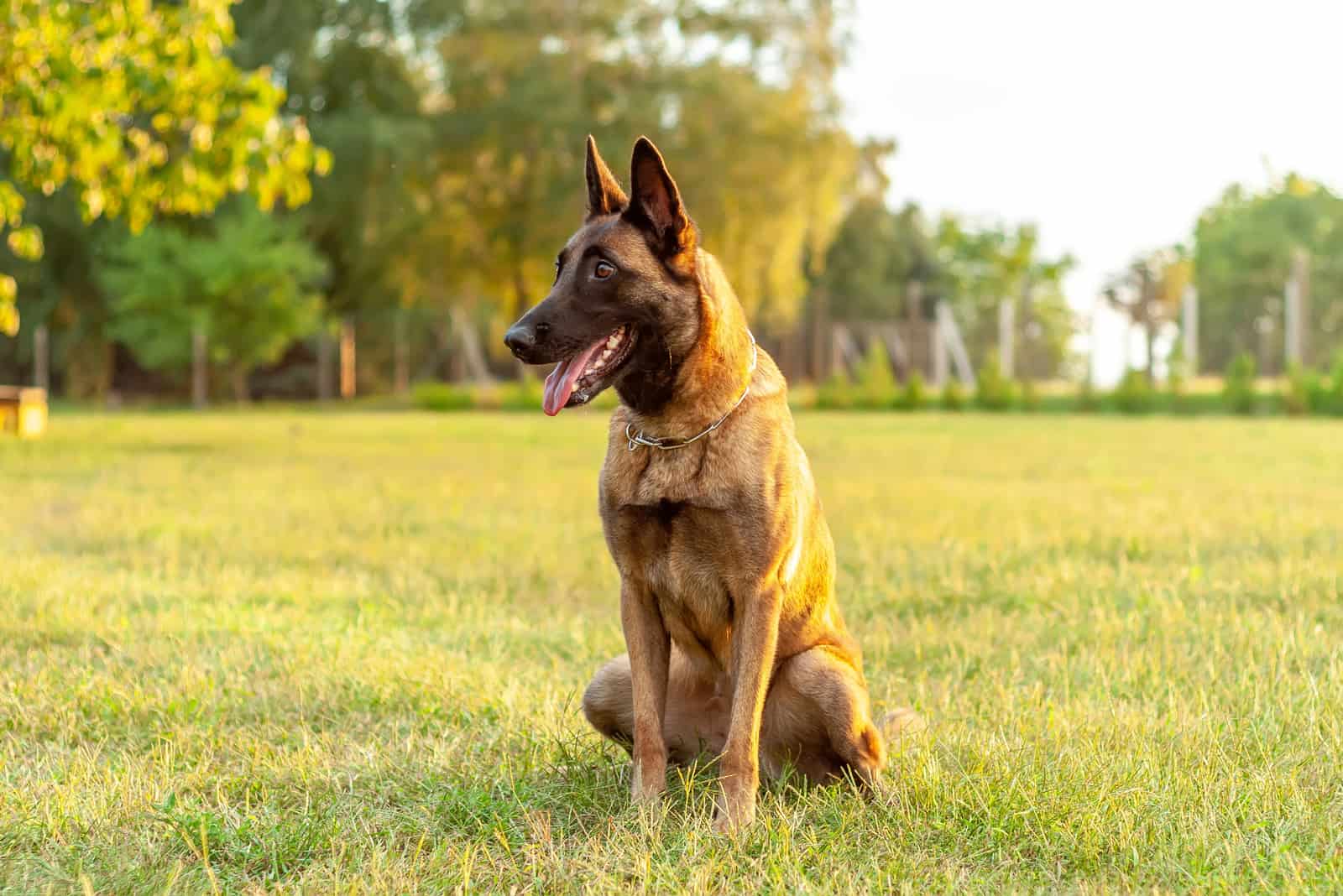 beautiful Malinois Belgian Shepherd dog sitting on the grass