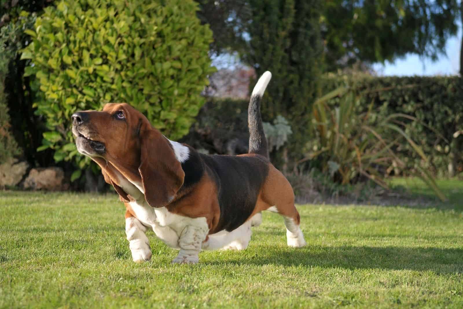 beautiful basset hound standing in the ground with head up